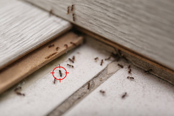 Best Exterminator Services  in Lake Brownwood, TX