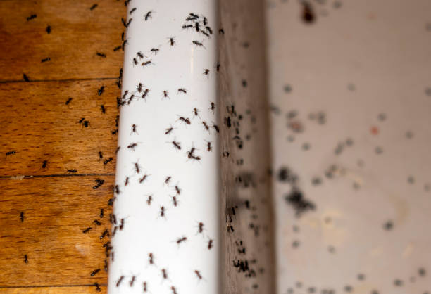 Best Pest Control for Restaurants  in Lake Brownwood, TX