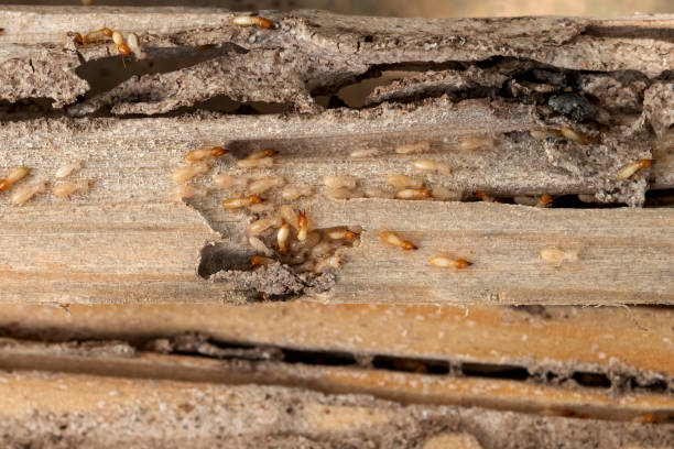 Best Pest Inspection Near Me  in Lake Brownwood, TX