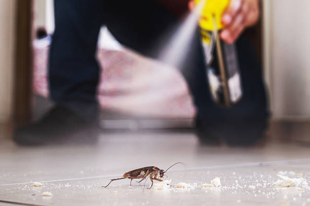 Best Spider Control Near Me  in Lake Brownwood, TX